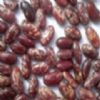 Purple Speckled Kidney Beans,Red Speckled Kidney Beans